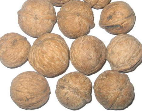 Exporting Walnuts to Russia