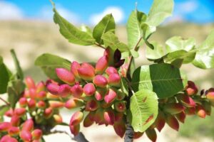 10 pistachio producing countries 