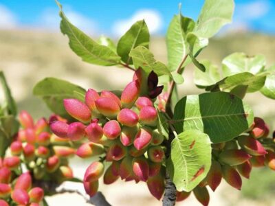 top 10 pistachio producing countries – top pistachio exporters