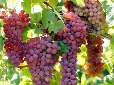 history and health benefits of raisins or sultana raisin